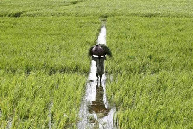 Agriculture emerges as bright spot amid pandemic, says RBI; rural demand picks up too