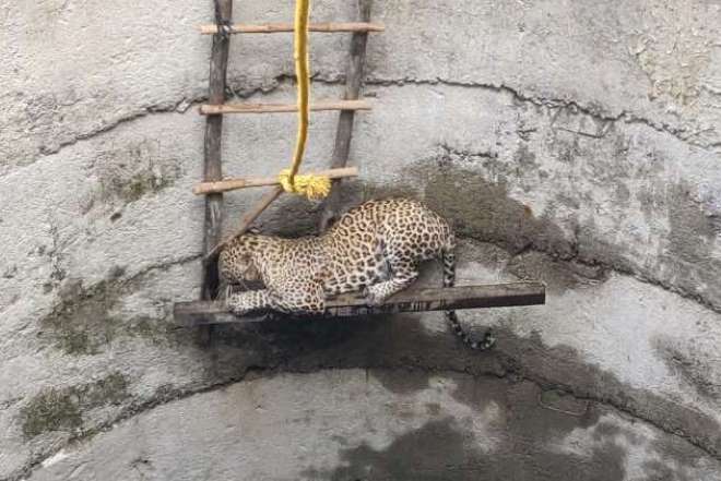 gujarat, leopard, leopard in gujarat well, gujarat well, leopard in well, leopard rescued, chhota udepur, runvad village gujarat gujarat, leopard, leopard in gujarat well, gujarat well, leopard in well, leopard rescued, chhota udepur, runvad village gujarat