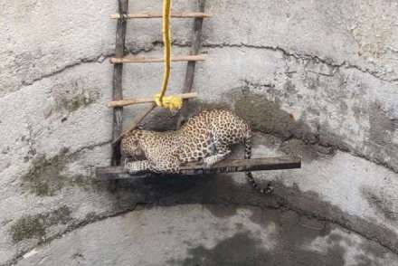 gujarat, leopard, leopard in gujarat well, gujarat well, leopard in well, leopard rescued, chhota udepur, runvad village gujarat