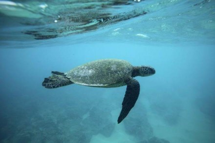 Challenger Deep, what is challenger deep, challenger deep explained, mariana trench, ocean depth, deep oceans, study of oceans, kathy sullivan Challenger Deep, what is challenger deep, challenger deep explained, mariana trench, ocean depth, deep oceans, study of oceans, kathy sullivan