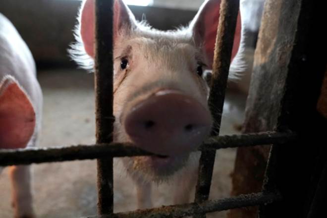 airline business, coronavirus, commercial aviation,Shipping pigs, china, Alexey Isaykin, Boeing 747 jumbo jets, Volga-Dnepr Group, Volga-Dnepr’s sales