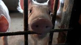 airline business, coronavirus, commercial aviation,Shipping pigs, china, Alexey Isaykin, Boeing 747 jumbo jets, Volga-Dnepr Group, Volga-Dnepr’s sales