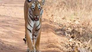 India, tigers, tigers count in india, total tiger mortalities, tiger population, Madhya Pradesh, tiger deaths in Maharashtra, big cats population india