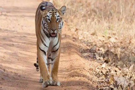 However, the report also said that though the consumers preferred the body parts of the wildlife tigers over the captive tigers, it is nearly impossible for them to differentiate between the two.