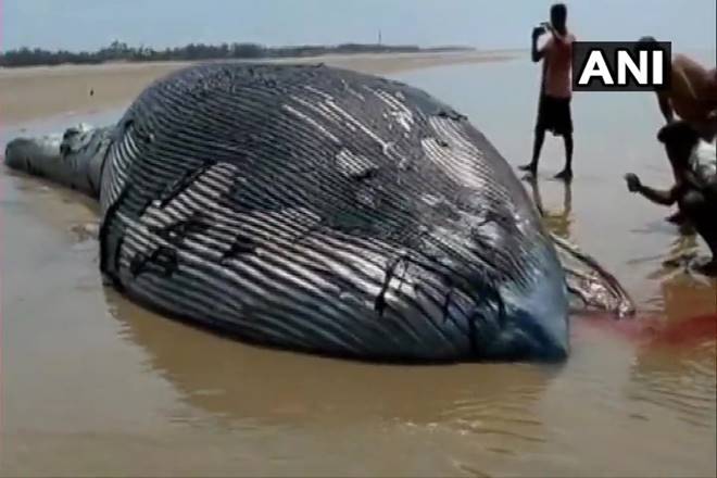 35 Foot Whale washes up on Mandarmani beach in West Bengal