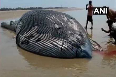 35 Foot Whale washes up on Mandarmani beach in West Bengal