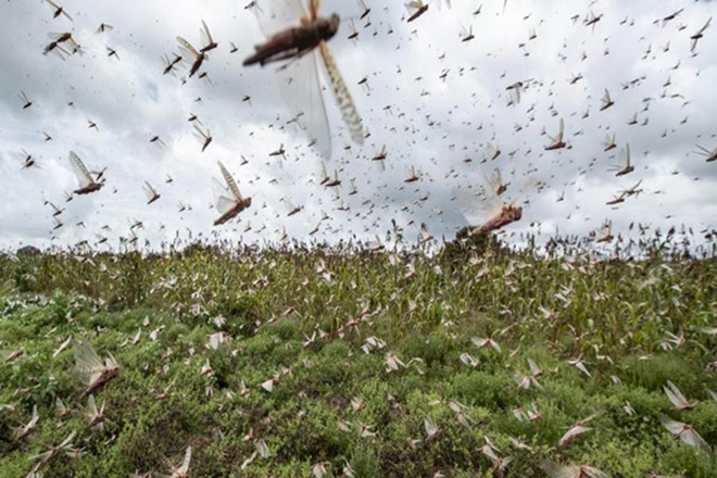 Control operations have been done in nearly 4.3 lakh hectares area in 10 states since April 11, the agriculture ministry said earlier Control operations have been done in nearly 4.3 lakh hectares area in 10 states since April 11, the agriculture ministry said earlier