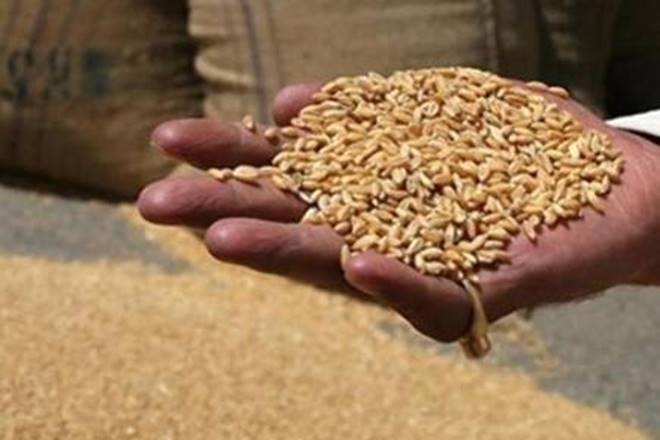 Free grain is being distributed to ensure the poorest of the poor are not left hungry. Free grain is being distributed to ensure the poorest of the poor are not left hungry.