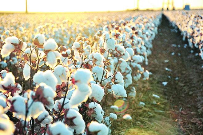 Cotton sowing is expected to cross 115-120 lakh hectares for the 2020-21 season, according to industry bodies. Cotton sowing is expected to cross 115-120 lakh hectares for the 2020-21 season, according to industry bodies.