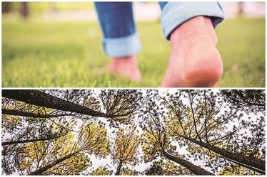 Some trees that display crown shyness include black mangrove, eucalyptus, camphor and Japanese larch.