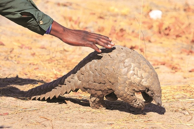 The Duke of Cambridge is also backing efforts to ‘end the illegal wildlife trade for good’, as a new report highlights the global threat of such criminal activity.