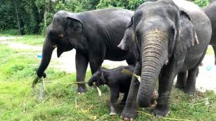 Sri Lanka, twin elephant calves, Minneriya National Park, Wildlife Conservation,birth of twin elephant calves