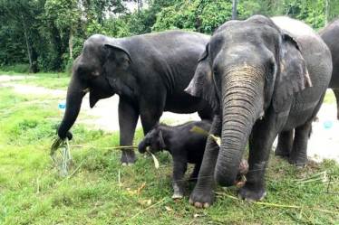 Sri Lanka, twin elephant calves, Minneriya National Park, Wildlife Conservation,birth of twin elephant calves