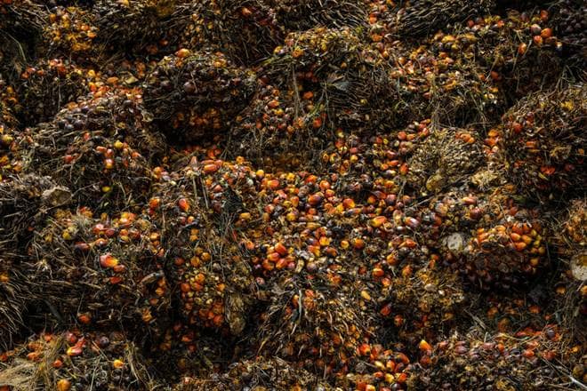 Modi’s Atmanirbhar Bharat: How palm oil cultivation can make India self-reliant in edible oil