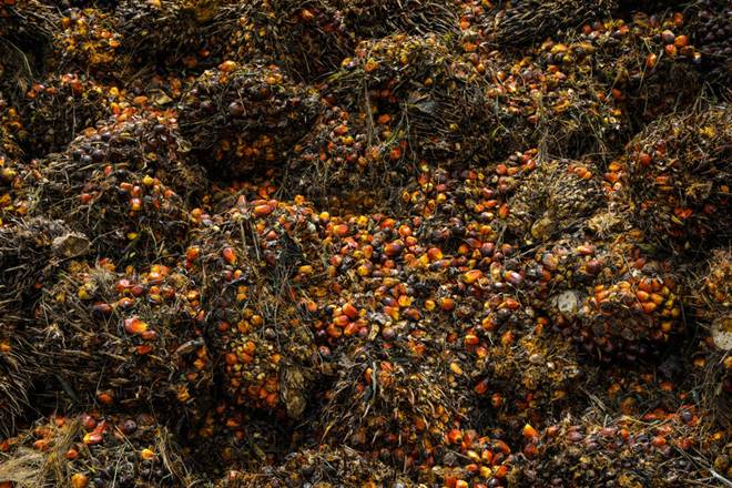Modi’s Atmanirbhar Bharat: How palm oil cultivation can make India self-reliant in edible oil Modi’s Atmanirbhar Bharat: How palm oil cultivation can make India self-reliant in edible oil