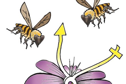 Can ICRISAT help revive hybrid pigeon pea breeding?