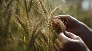 Rabi crops, farm income, Covid 19 crisis, MSPs, Higher market prices, mandi price of rabi crops