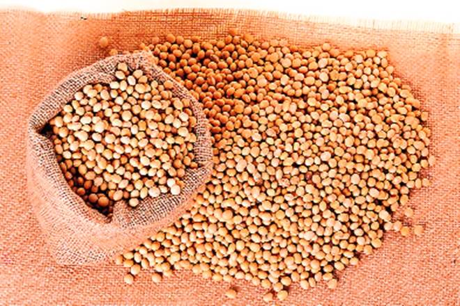 soybean seeds, Maharashtra agriculture department, Kharif season, Vidarbha region, Marathwada soybean seeds, Maharashtra agriculture department, Kharif season, Vidarbha region, Marathwada