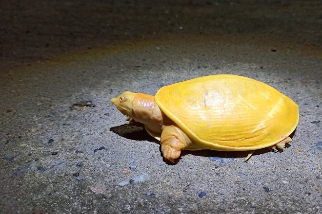 The turtle may belong to a breed commonly known as Albino yellow bellied sliders. Image: ANI