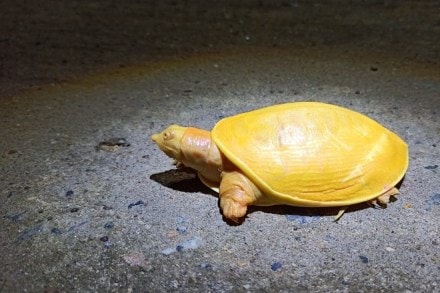 The turtle may belong to a breed commonly known as Albino yellow bellied sliders. Image: ANI