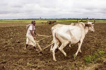 A file photo of a farmer ploughing his field near Hajipur, Bihar (Bloomberg Image)