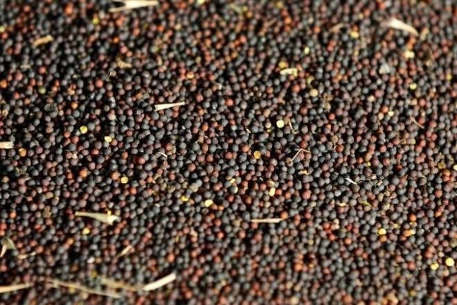 According to the SEA, sesame seed crop production increased to 5.50 lakh tonne from 4.86 lakh tonne last year.