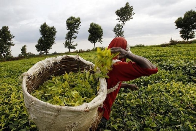 In June, India produced 138.52 million kilograms of tea, down 8% from a year ago as plucking was affected by floods in north-eastern state of Assam, the Tea Board said.