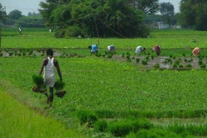 Kharif season, bumper harvest, farm sector, agriculture sector, agri growth, farmers