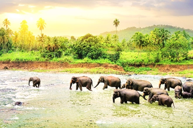 The book is a compilation of 50 essays that dig deeper into the unique patterns of behaviour found in the wild.