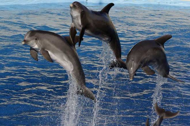 Dolphins, which sit at the apex of the water-based ecosystem, are indispensable for the overall health of rivers and other aquatic species. Dolphins, which sit at the apex of the water-based ecosystem, are indispensable for the overall health of rivers and other aquatic species.