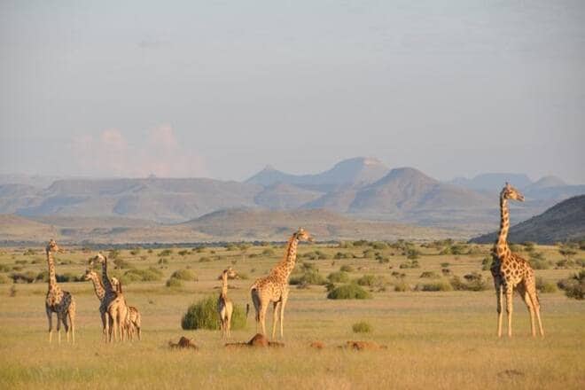 Giraffe conservation efforts in Africa