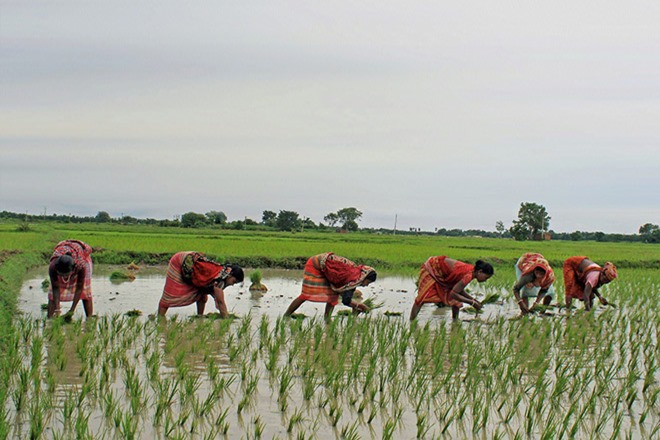 crop insurance, PM Fasal Bima Yojana, agriculture crop insurance, PM Fasal Bima Yojana, agriculture
