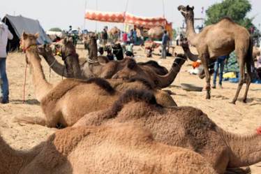 Rajasthan, Rajasthan Ship of the Desert, camel herding tradition, Raikas, camel herders, covid 19 pandemic, camel milk, camel milk benefits