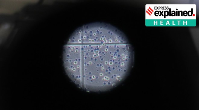 India's tests per day per million population stands at 506.