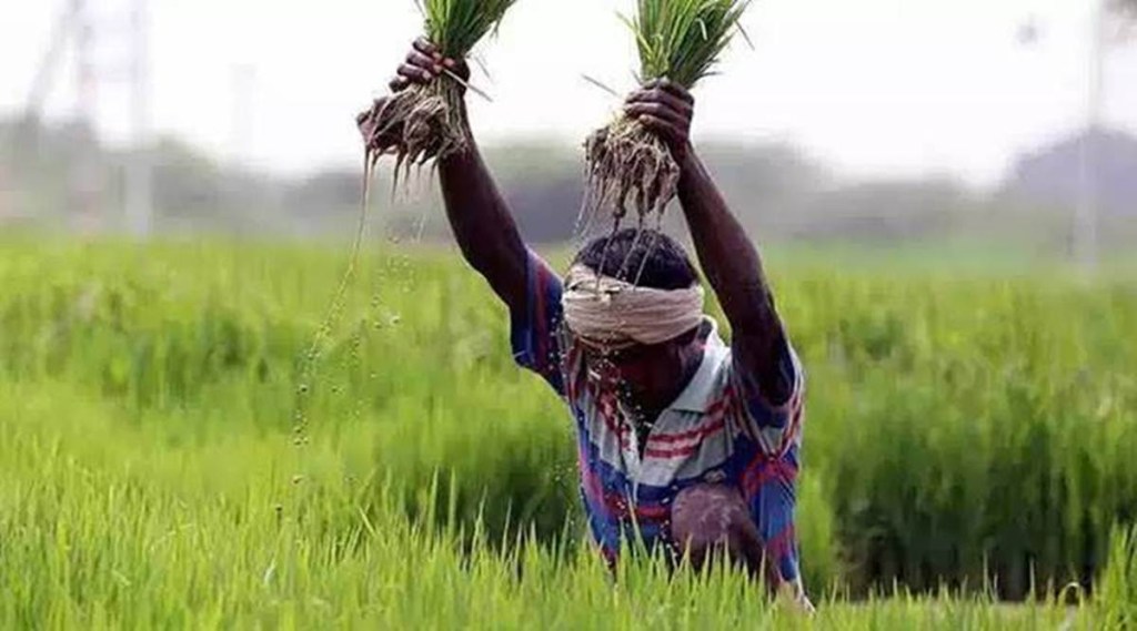 Kharif prospects, Farm sector, Covid cloud, kharif crop productivity, rural India, indian economy Kharif prospects, Farm sector, Covid cloud, kharif crop productivity, rural India, indian economy
