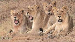 Modi reminded people about Project Tiger and Project Elephant that were launched previously.
