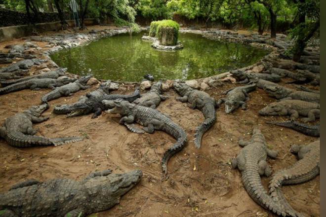 india largest crocodile park, coronavirus lockdowns, Chennai, Madras Crocodile Bank, endangered crocodiles, crocodile park in india india largest crocodile park, coronavirus lockdowns, Chennai, Madras Crocodile Bank, endangered crocodiles, crocodile park in india