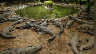 india largest crocodile park, coronavirus lockdowns, Chennai, Madras Crocodile Bank, endangered crocodiles, crocodile park in india