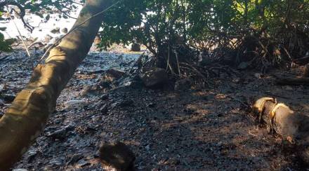 Cleantech startup, Log 9, oil sorbent pads, Sorbene pads, mauritius oil spill, Log 9 Spill Containment Pvt Ltd, MV Wakashio vessel,  Indian Oil Corporation, latest news on mauritius oil spill