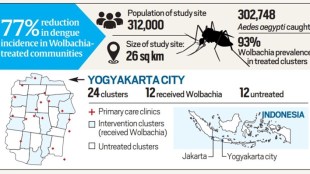 mosquitoes, mosquitoes spread, COVID-19, World Health Organisation, covid 10 pandemic,malaria spread, latest news on malaria