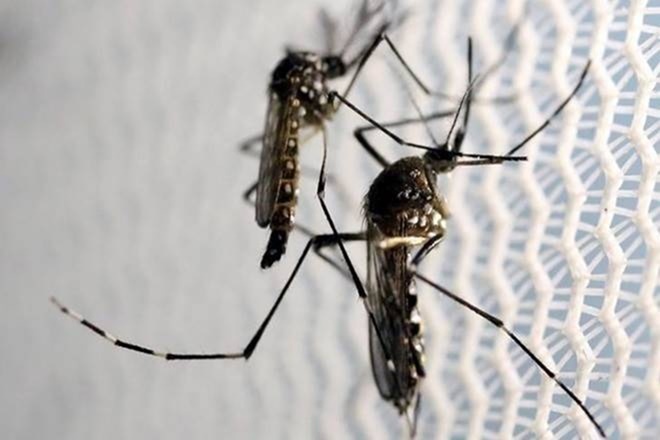 "On the directions of the chief minister, the Delhi government is relaunching the anti-dengue campaign tomorrow, which is a 10-week mass awareness campaign against dengue and chikungunya," it said. "On the directions of the chief minister, the Delhi government is relaunching the anti-dengue campaign tomorrow, which is a 10-week mass awareness campaign against dengue and chikungunya," it said.