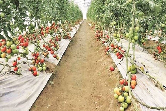 In 2012-13, total horticulture production at 269 million tonnes, surpassed total foodgrain production at 257 million tonnes.