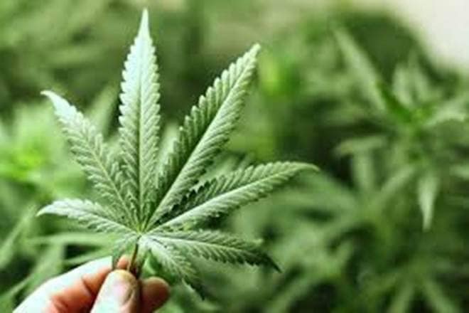 Indeed, India’s history with cannabis should inform its future course of action—its recreational and medicinal use finds mention in ancient texts, and it continued to be regulated, but not criminalised commodity well after Independence.