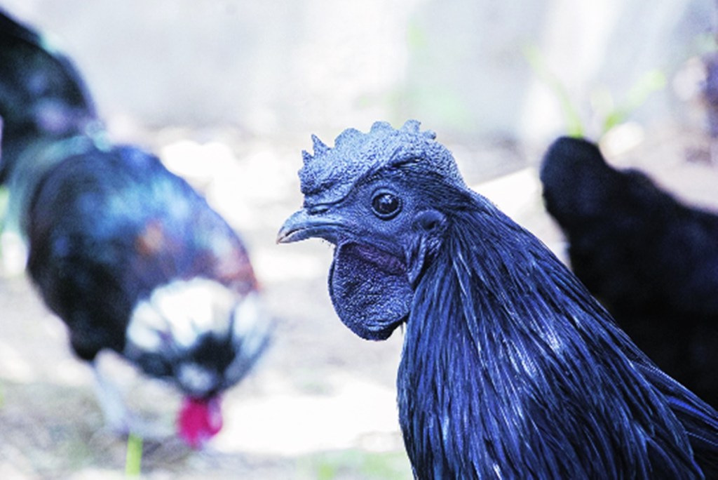For instance, post the GI tag, the price of Kadaknath Chicken, a native breed of the Dhar and Jhabua districts in Madhya Pradesh and primarily nurtured by the Bhil tribals, has gone up significantly.