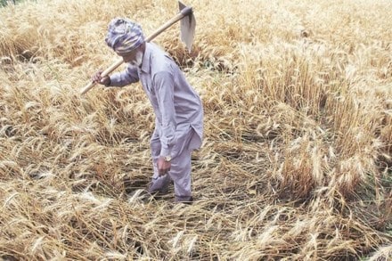 Free power and assured procurement of paddy by the FCI at a pre-determined MSP has led to a shift to rice growing in Punjab.