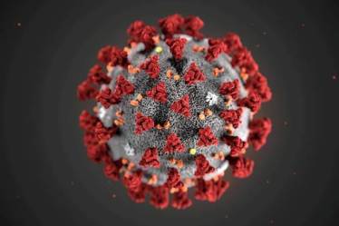 The generated high-powered microscopic images show a large number of the virus particles on human respiratory surfaces, ready to spread infection across tissues, and to other people.
