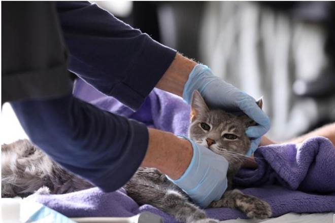 COVID-19, COVID-19 in cats, Huazhong Agricultural University, covid 19 cases in wuhan, COVID-19 antibodies,SARS-CoV-2, covid 19 patients, latest news on coronavirus outbreak