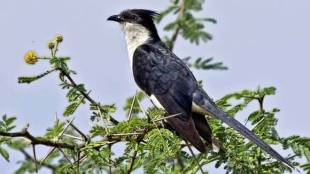 This year, monsoon birds had erected 21,185 nests.