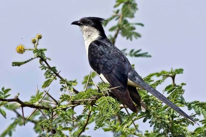 This year, monsoon birds had erected 21,185 nests. This year, monsoon birds had erected 21,185 nests.
