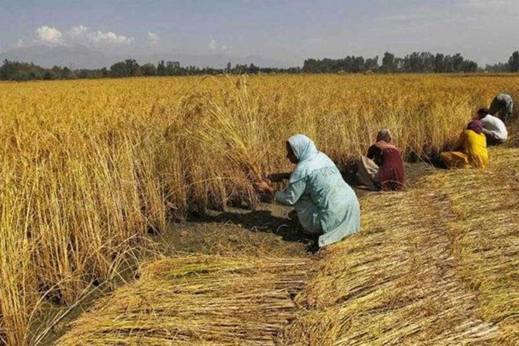 farm jobs, rural jobs, kharif harvesting, MGNREGS